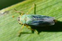 Cicadella viridis