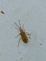 Gonocerus acuteangulatus