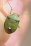 Chlorochroa juniperina