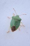 Palomena prasina