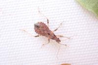 Himacerus mirmicoides