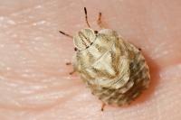 Eurygaster maura