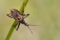 Rhynocoris erythropus