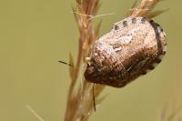 Eurygaster maura