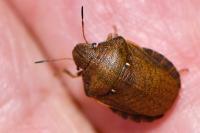 Eurygaster testudinaria