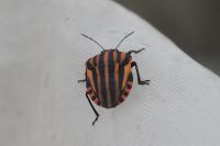 Graphosoma italicum