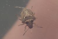 Eysarcoris aeneus