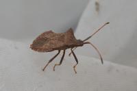 Coreus marginatus