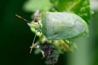 Nezara viridula