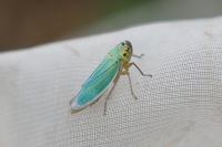 Cicadella viridis