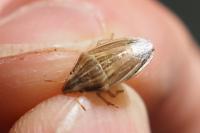 Aelia acuminata
