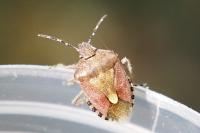 Dolycoris baccarum