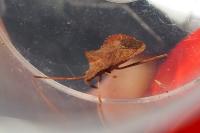 Coreus marginatus