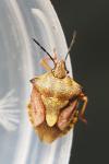 Carpocoris