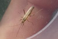 Stenodema calcarata