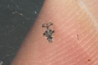 Corythucha arcuata