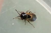Geocoris megacephalus