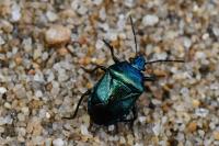 Zicrona caerulea