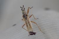 Paromius gracilis