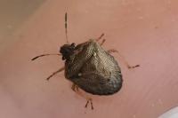 Eysarcoris ventralis