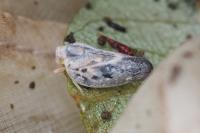 Metcalfa pruinosa