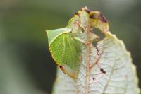 Stictocephala alta
