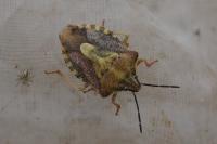 Carpocoris purpureipennis