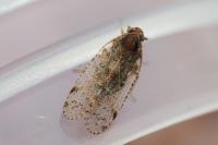 Tachycixius pilosus