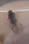 Tachycixius pilosus