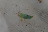 Cicadella viridis