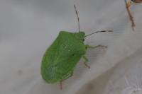 Nezara viridula