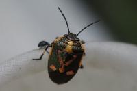 Eurydema oleracea