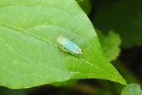Cicadella viridis