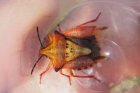 Carpocoris mediterraneus atlanticus
