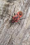 Spilostethus pandurus