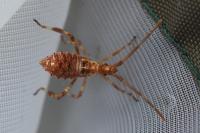 Leptoglossus occidentalis