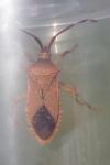 Gonocerus acuteangulatus