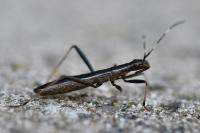 Micrelytra fossularum