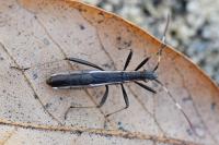 Micrelytra fossularum