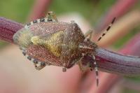Dolycoris baccarum