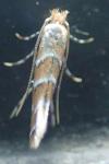 Lithocolletinae