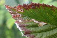 Stigmella