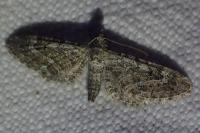 Eupithecia nanata