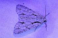 Acronicta