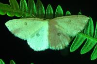 Cyclophora albipunctata