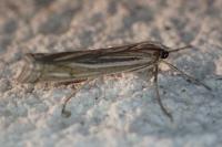 Ancylolomia palpella / Ancylolomia tentaculella / Ancylolomia disparalis