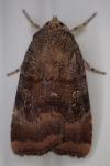 Noctua janthe / Noctua janthina