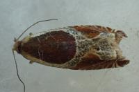 Ancylis unculana