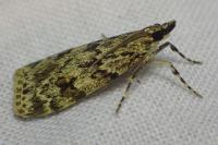 Scoparia ambigualis / Scoparia basistrigalis