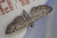 Eupithecia